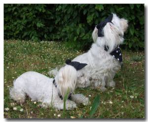 Hunde Mütze Cappy + Halstuch  SET BLACK DOTS für Hunde