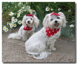 Cappy + Halstuch  SET RED DOTS für Hunde