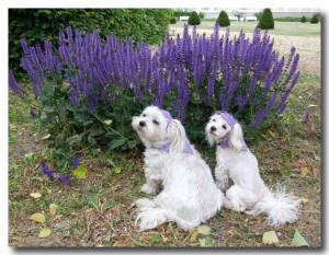 Hunde Mütze Cappy + Halstuch  SET PURPLE DOTS für Hunde