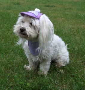 Hunde Mütze Cappy + Halstuch  SET PURPLE DOTS für Hunde