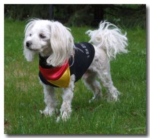 Hundehalstuch DEUTSCHLAND FLAGGE auf Halsband