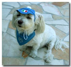 Hunde Cappy ITALIEN