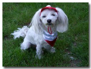 Hundehalstuch POLEN FLAGGE auf Halsband