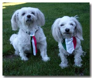 Hundehalstuch ITALIA FLAGGE auf Halsband
