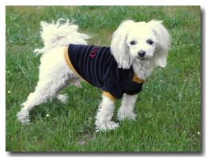 Hunde Sweatshirt GERMANY DEUTSCHLAND