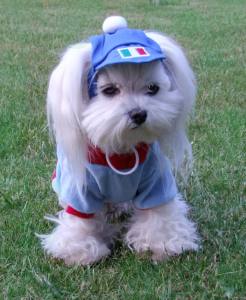 Hunde Sweatshirt ITALIA