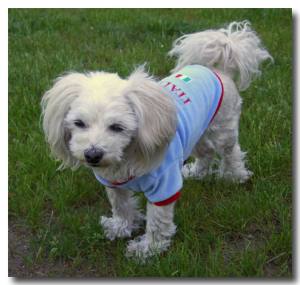 Hunde Sweatshirt ITALIA
