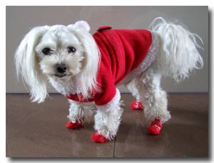 Socken für Hunde CHRISTMAS  REINDEER