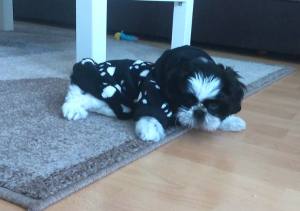 Hundepulli * BLACK PAWS  *RESTPOSTEN