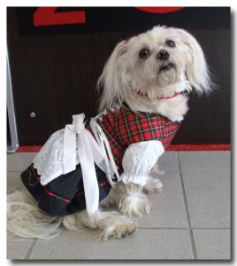 Drindl für den Hund zum Oktoberfest