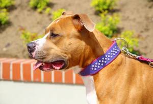 Lederhalsband SUPER mit Strass BIG DOG PURPLE