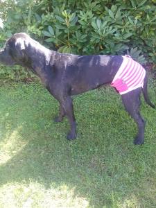 Schutzhöschen * DogsZone PINK* BIG STRIPES*