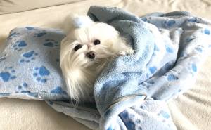 3 in 1 Handtuch, Schlafsack, Decke PAW BLUE