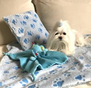 3 in 1 Handtuch, Schlafsack, Decke PAW BLUE