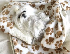 3 in 1 Handtuch, Schlafsack, Decke PAW CREME
