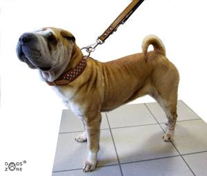 Lederhalsband  BIG DOG mit NIETEN Gr.3