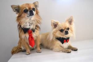 Hundekragen Hundekrawatte auf Halsband  BLACK CLASSIC