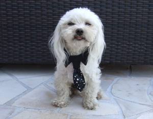 Hundekragen Hundekrawatte auf Halsband  BLACK CLASSIC