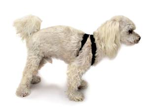 Post-OP Wundschutz für Vorder-Beine Hund/Katze