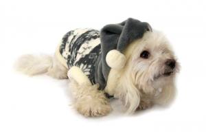 Hundepullover RENTIER GREY