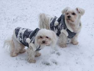 Hundepullover RENTIER GREY