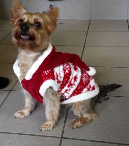 Hundepullover RENTIER RED