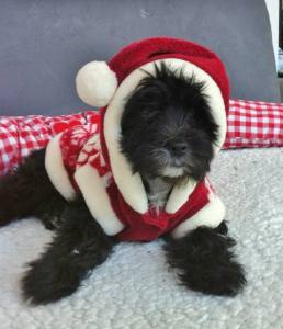 Hundepullover RENTIER RED