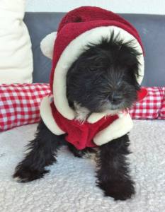 Hundepullover RENTIER RED