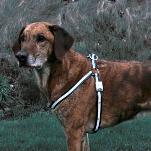 Safer Life Flash Geschirr für Hunde