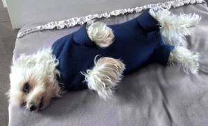Op Body Hemd für Hunde DARK BLUE (kuschelig warm)
