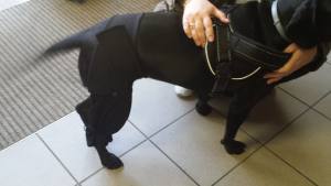 Wundschutz LANG für hinterbeine ,SKYBLUE für HUNDE