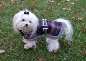 Hundemantel DOG GREY GLAMOUR