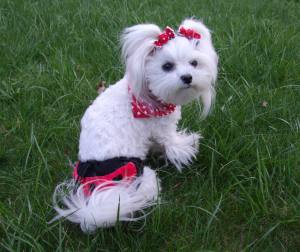 Schutzhöschen * DogsZone *BIG HEARTS