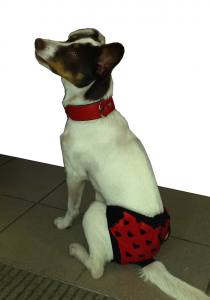 Schutzhöschen * DogsZone *BIG HEARTS