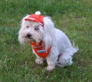 Hunde Cappy NEDERLAND -Holland
