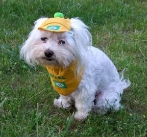 Hunde Cappy BRASIL