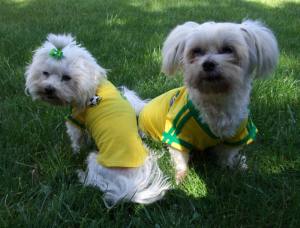 Hunde Cappy BRASIL