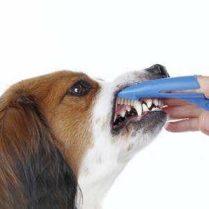 Hunde Zahnbürste mit Griff für Hunde und Katzen