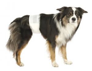 Hunde Rüden-Bauchbinde 12 stück Packung