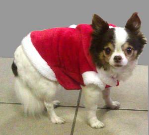 Hundepullover,Hunde Pulli * LITTLE SANTA*Dogszone