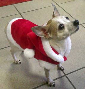 Hundepullover,Hunde Pulli * LITTLE SANTA*Dogszone