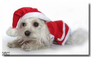 Nikolaus Mütze Hundemütze Dogszone