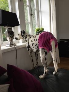 Schutzhöschen BLAU * DogsZone * LITTLE STRIPES*