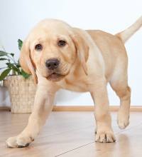 Hunde Welpentoilette ,Hundetoilette