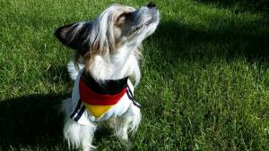 Hunde Fussball T-Shirt Trikot DEUTSCHLAND  SMALL DOG