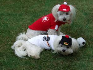 Hunde Fussball T-Shirt Trikot DEUTSCHLAND  SMALL DOG