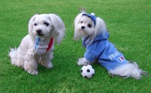 Hunde Sweatshirt FRANCE