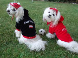 Hunde Sweatshirt SCHWEIZ