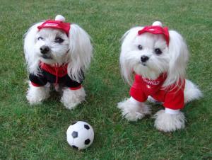 Hunde Sweatshirt SCHWEIZ