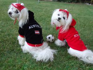 Hunde Sweatshirt AUSTRIA